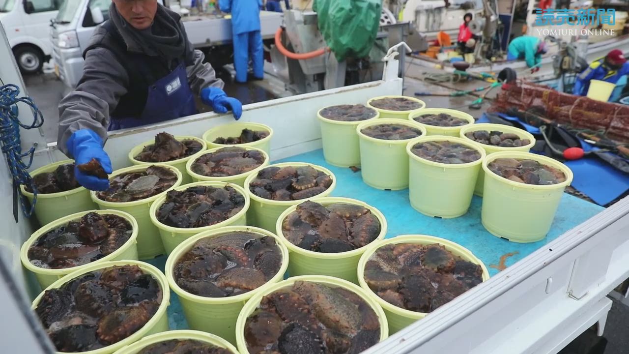 青森県横浜町でナマコ漁解禁 ニュース 動画 読売新聞オンライン