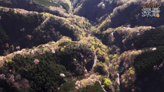 白井 個人総合２位 ゆかは世界王者の貫禄 ニュース 動画 読売新聞オンライン