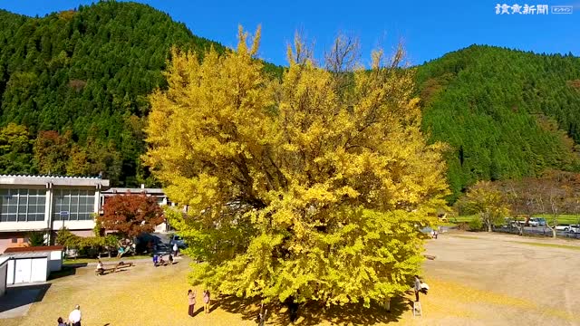 絶景スポット 閉校小学校の大イチョウ色づく 高さ１８ｍ 樹齢１００年 社会 ニュース 読売新聞オンライン