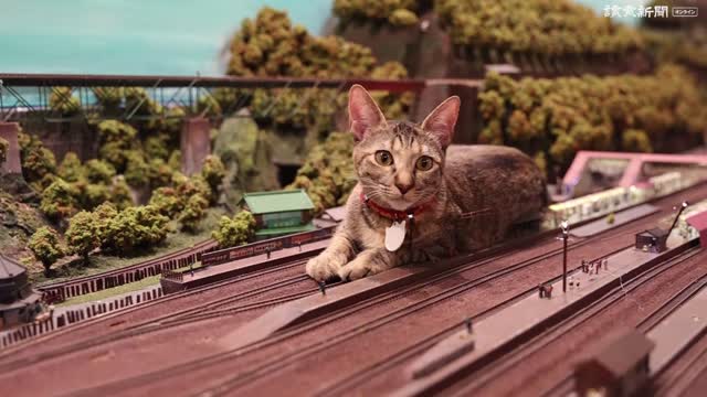 ｓｎｓで人気 駅舎をまたぐ 巨大 猫たち 大阪 新着動画 動画 読売新聞オンライン