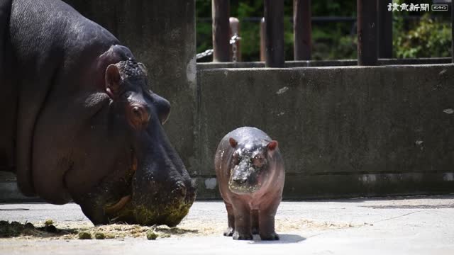 とても甘えん坊 カバの赤ちゃん ママべったり 社会 ニュース 読売新聞オンライン