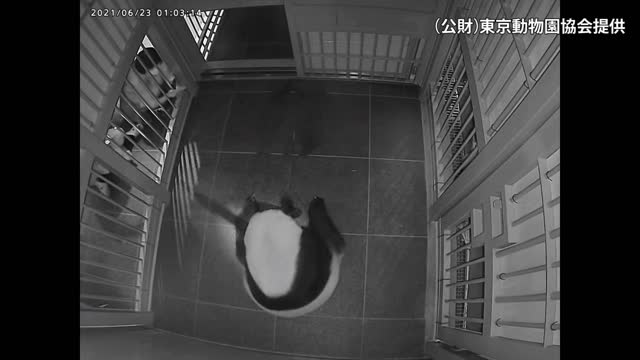 上野動物園のパンダ シンシン 双子の赤ちゃん出産 注目動画 動画 読売新聞オンライン