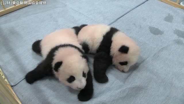 双子パンダ 生後3か月 歯が生え始める パンダ特集 動画 読売新聞オンライン