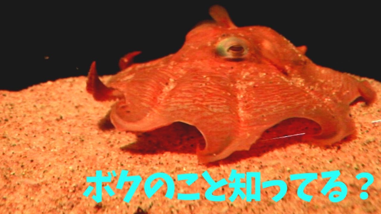 深海からの珍客 メンダコ 水族館で人気 東京 池袋 新着動画 動画 読売新聞オンライン