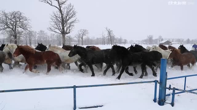 雪原を疾駆 馬追い 始まる 十勝 注目動画 動画 読売新聞オンライン