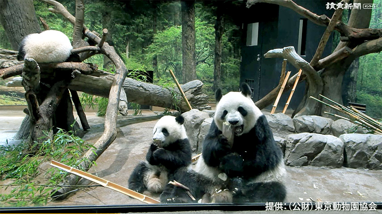 双子パンダ タケノコに興味津々 新着動画 動画 読売新聞オンライン