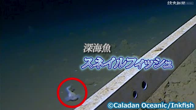 水深8336メートルでギネス認定 「世界最深の魚」の撮影に成功 : 読売新聞