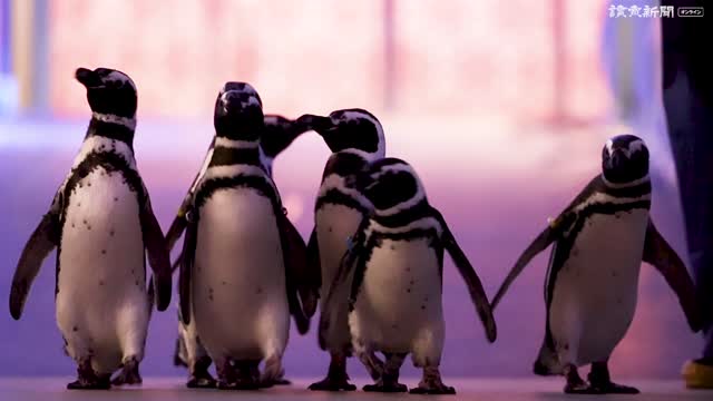 能登半島地震で被災した「のとじま水族館」のペンギンを公開…「すみだ