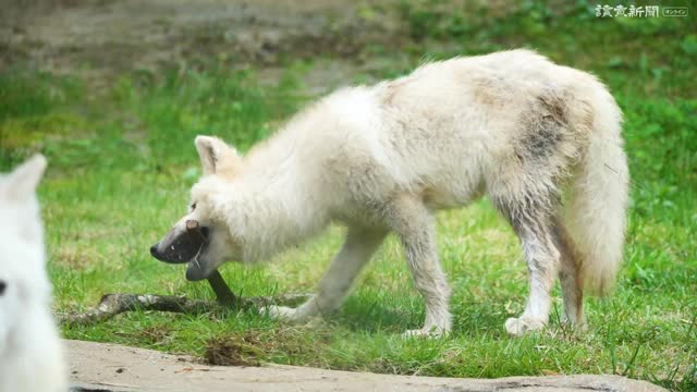 絶滅危惧種、ホッキョクオオカミの子どもを公開…栃木「那須どうぶつ