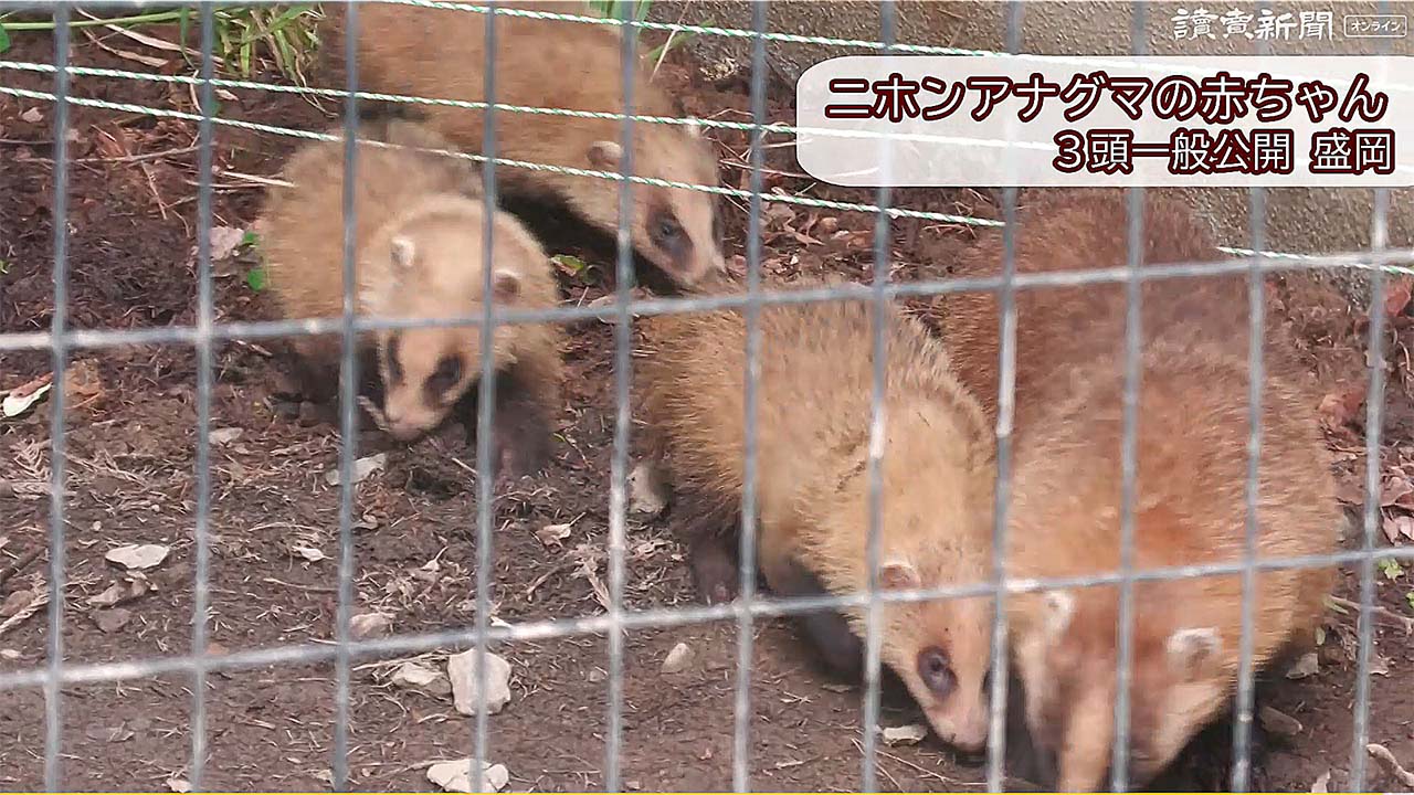 すくすく成長中 ニホンアナグマ3頭一般公開 盛岡市動物公園ZOOMO