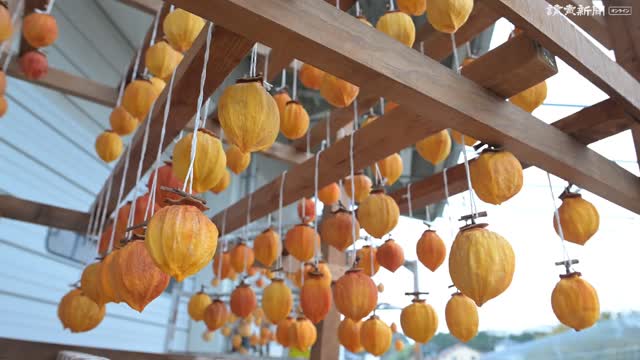 干し柿の逸品「堂上蜂屋柿」生産最盛期…岐阜・美濃加茂市 : 読売新聞