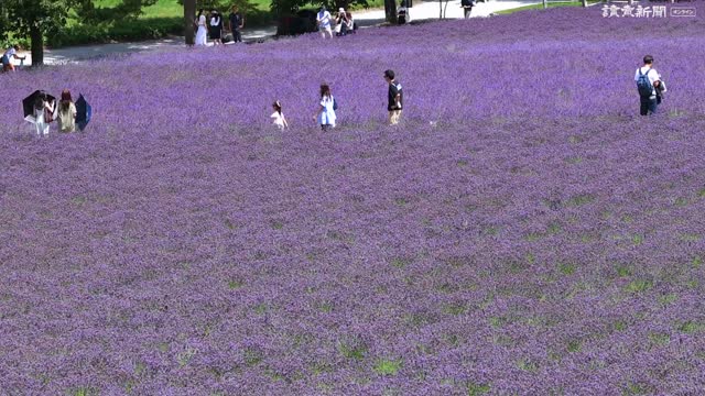 ラベンダー見頃 一面紫色に…北海道・中富良野 : 読売新聞