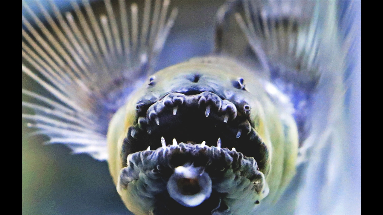 仰天ゴハン エイリアン魚 ワラスボ料理 佐賀市 仰天ゴハン 動画 読売新聞オンライン